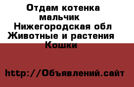 Отдам котенка (мальчик) - Нижегородская обл. Животные и растения » Кошки   